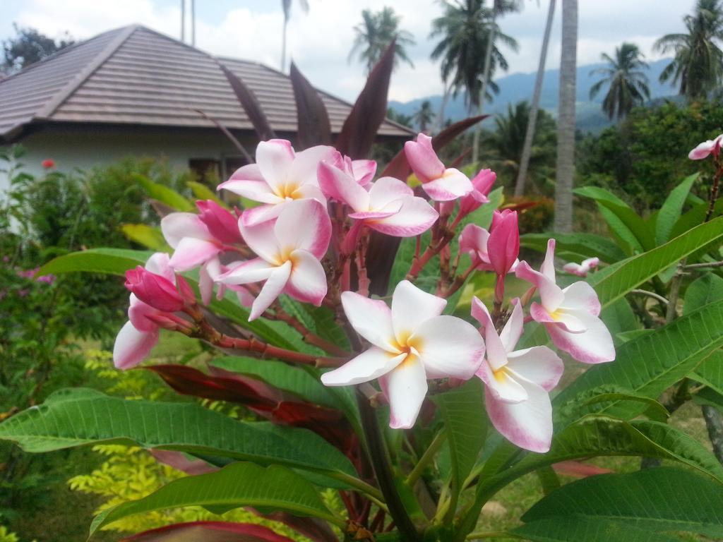 Tropical Season Villa Resort Mae Nam Buitenkant foto